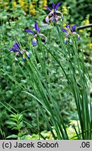 Iris spuria (kosaciec fałszywy)