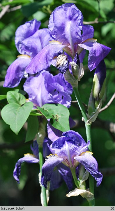 Iris germanica ssp. germanica var. florentina (kosaciec florentyński)