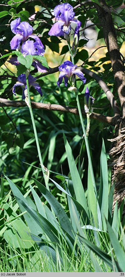 Iris germanica ssp. germanica var. florentina (kosaciec florentyński)