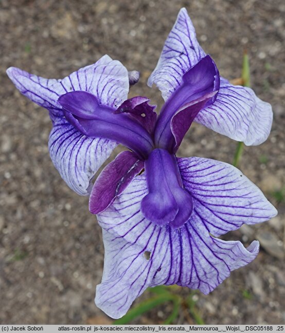 Iris ensata Marmouroa