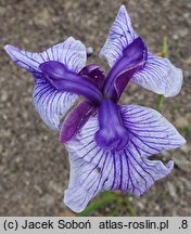 Iris ensata Marmouroa