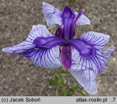 Iris ensata Marmouroa