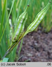 Iris lactea (kosaciec mlecznobiały)