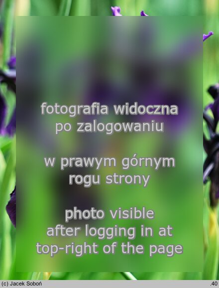 Iris chrysographes (kosaciec prążkowany)