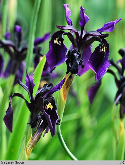 Iris chrysographes (kosaciec prążkowany)