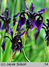 Iris chrysographes (kosaciec prążkowany)