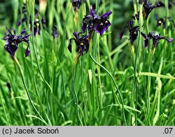 Iris chrysographes (kosaciec prążkowany)