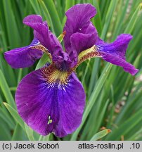 Iris sibirica Abaluae