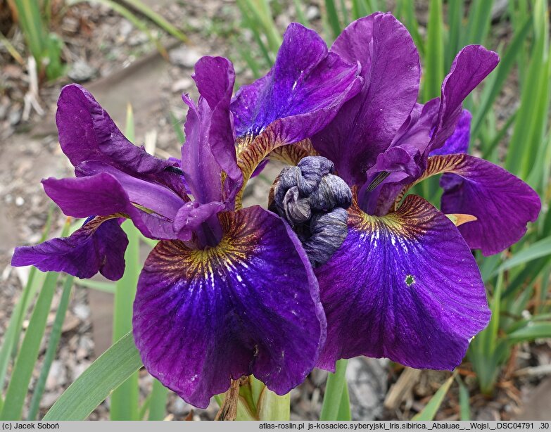 Iris sibirica Abaluae