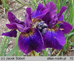 Iris sibirica Abaluae