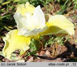 Iris sibirica Wilga