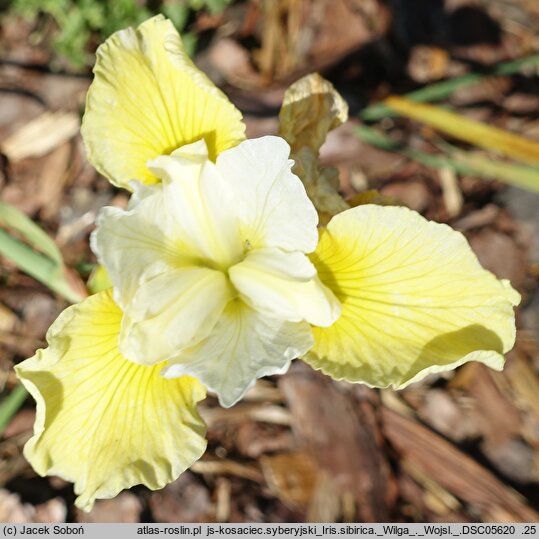 Iris sibirica Wilga