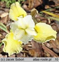 Iris sibirica Wilga