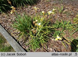 Iris sibirica Wilga
