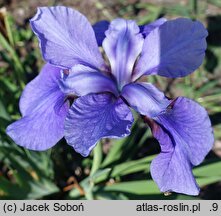 Iris sibirica Zmierzch