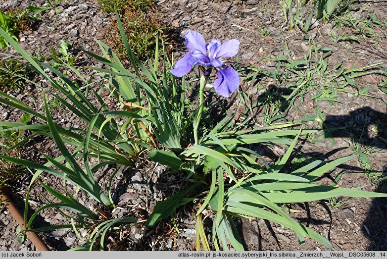 Iris sibirica Zmierzch