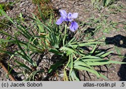 Iris sibirica Zmierzch