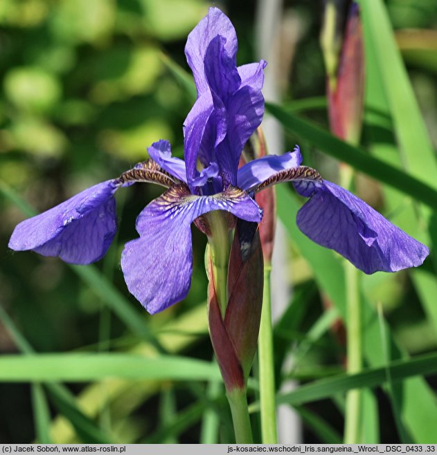 Iris sanguinea (kosaciec krwisty)