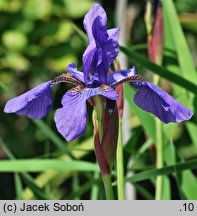 Iris sanguinea (kosaciec krwisty)