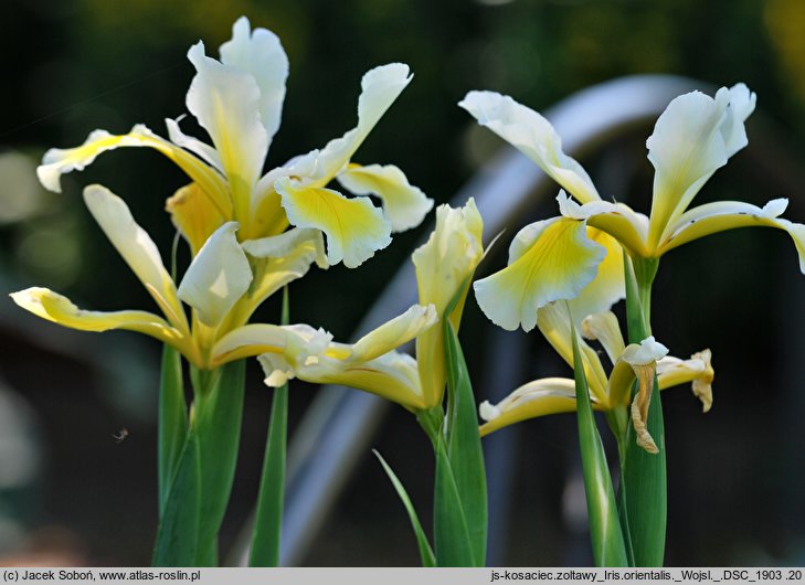 Iris orientalis (kosaciec żółtawy)