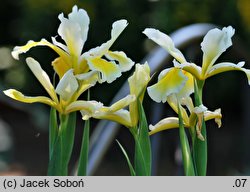 Iris orientalis (kosaciec żółtawy)