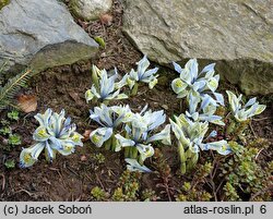 Iris reticulata Katharine Hodgkin