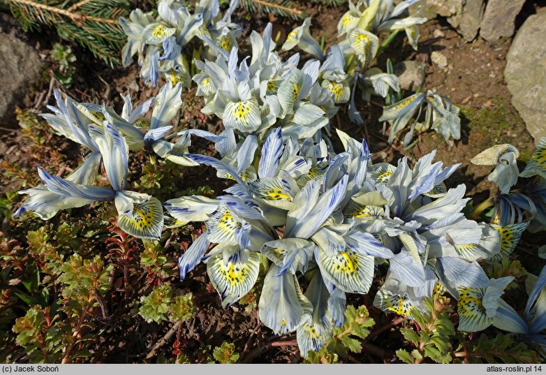 Iris reticulata Katharine Hodgkin