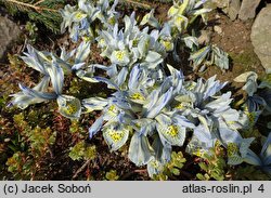 Iris reticulata Katharine Hodgkin