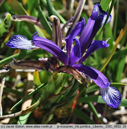 Iris pontica