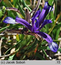 Iris pontica