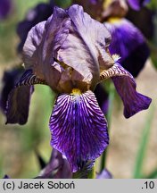 Iris ×germanica (kosaciec bródkowy)