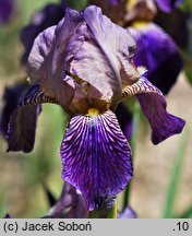 Iris ×sambucina