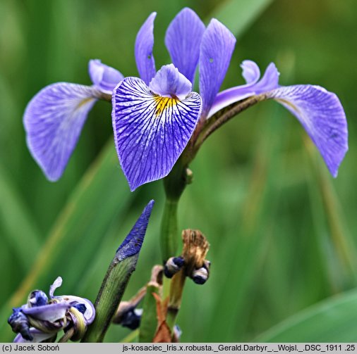 Iris ×robusta cv. Gerald Darby