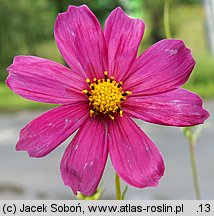 Cosmos bipinnatus (kosmos pierzasty)