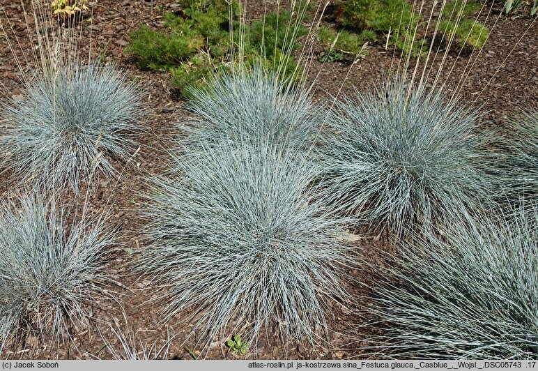 Festuca glauca Casblue