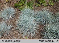 Festuca glauca Casblue