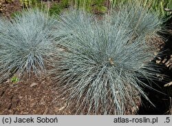 Festuca glauca Casblue