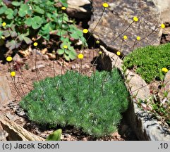 Cotula hispida (kotula owłosiona)