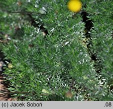 Cotula hispida (kotula owłosiona)