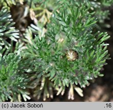 Cotula hispida (kotula owłosiona)