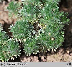 Cotula hispida (kotula owłosiona)