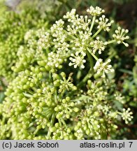 Crithmum maritimum (kowniatek nadmorski)