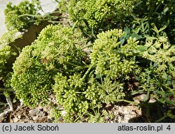 Crithmum maritimum (kowniatek nadmorski)