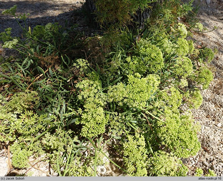 Crithmum maritimum (kowniatek nadmorski)