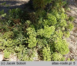 Crithmum maritimum (kowniatek nadmorski)