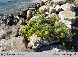 Crithmum maritimum (kowniatek nadmorski)