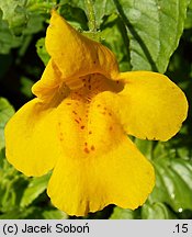 Mimulus guttatus (kroplik żółty)