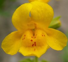 Mimulus guttatus (kroplik żółty)