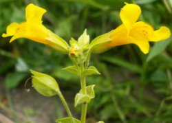 Mimulus guttatus (kroplik żółty)