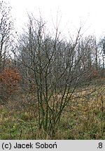 Frangula alnus (kruszyna pospolita)